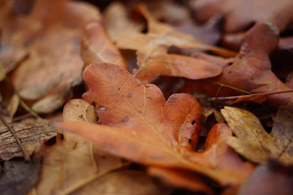 Jesienne liście dębu. Jesienny las. Naturalne tło. — Zdjęcie stockowe