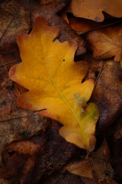 Hoja de roble otoñal naranja en el bosque. Fondo natural de otoño . — Foto de Stock