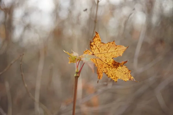 Ağaç dalındaki eski kuru akçaağaç yaprağı. Sonbahar ormanı — Stok fotoğraf