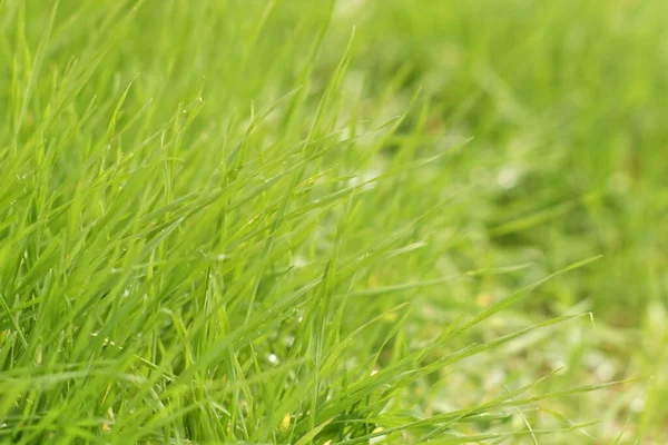 Natuurlijke bloemenachtergrond met fris groen gras — Stockfoto