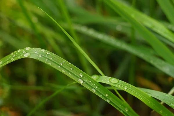 Naturlig blommig bakgrund med färska gröna gräs i regn droppar — Stockfoto