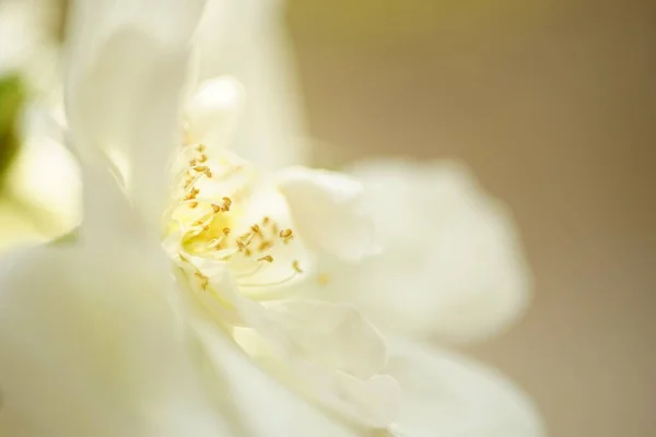 Bílá krémová růže s vykokvaná a okvětní, fotoalba. — Stock fotografie