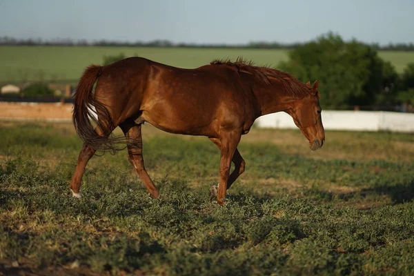 Passeio de cavalo marrom brilhante em um prado ensolarado, vista lateral — Fotografia de Stock