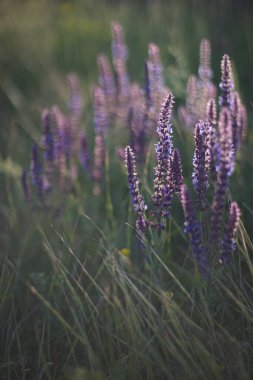 Gün batımında lavanta, mor çiçekler tarlası
