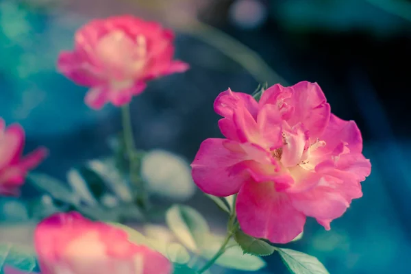 Rosa cespuglio di rose con luce magica nel giardino estivo. Focus selettivo, sfondo sfocato — Foto Stock