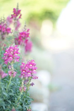 Magenta pembe aslanağzı çiçekleri yaz bahçesinde yetişir.