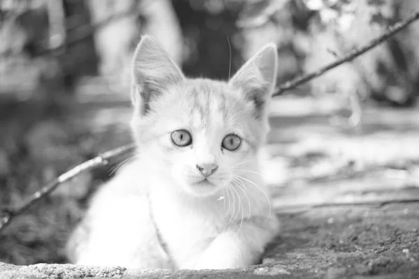 Giovane ritratto del gattino nella soleggiata giornata estiva all'aperto, foto bw . — Foto Stock