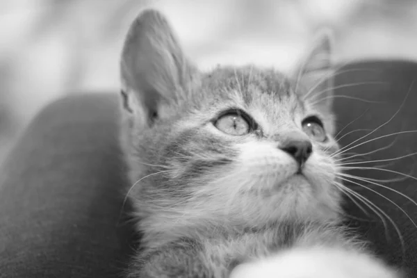 Kitten close-up gezicht portret. Zwart-wit foto. — Stockfoto