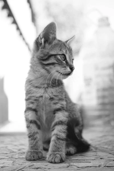 Söt tabby kattunge sittinng utomhus. Härlig grå katt. Svart och vitt foto — Stockfoto