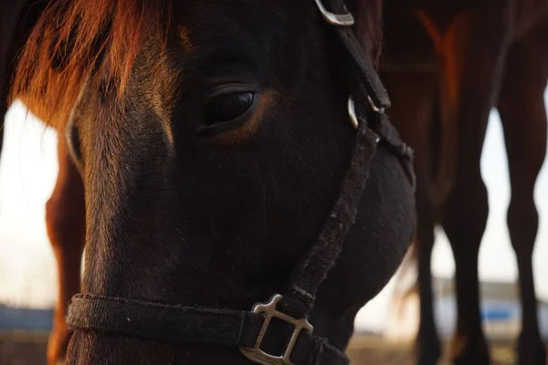 Retrato de um cavalo marrom ao ar livre, close-up rosto — Fotografia de Stock