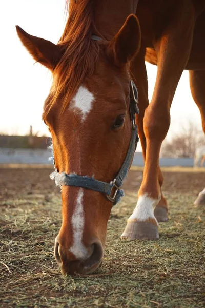 Retrato de um cavalo marrom comendo grama. — Fotografia de Stock