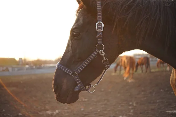 Portræt af en sort hest i profil. Heste græsser udendørs ved solnedgang - Stock-foto