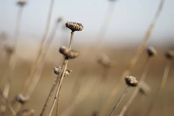 Flores secas selvagens crescem no outono campo turvo no pôr do sol ensolarado — Fotografia de Stock