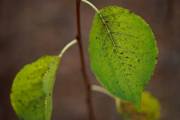 Belas folhas de outono verdes em um ramo, foto macro — Fotografia de Stock