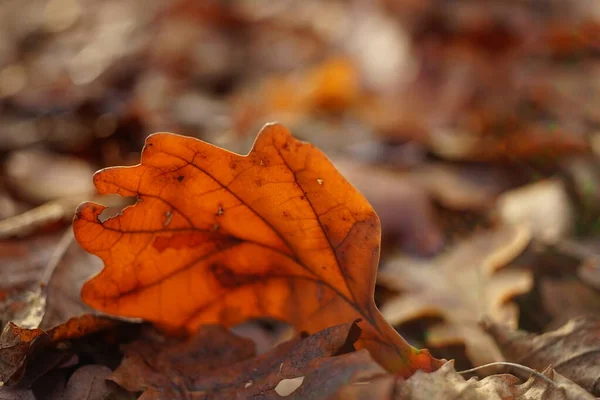 Bruine eiken bladeren van dichtbij. Herfstweg in het bos. — Stockfoto