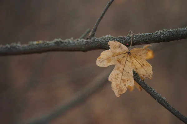 Hnědý podzimní javorový list na větvi v lese — Stock fotografie