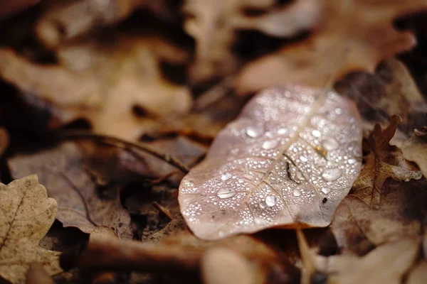 Gotas de agua sobre una hoja de otoño acostada sobre un follaje . — Foto de Stock