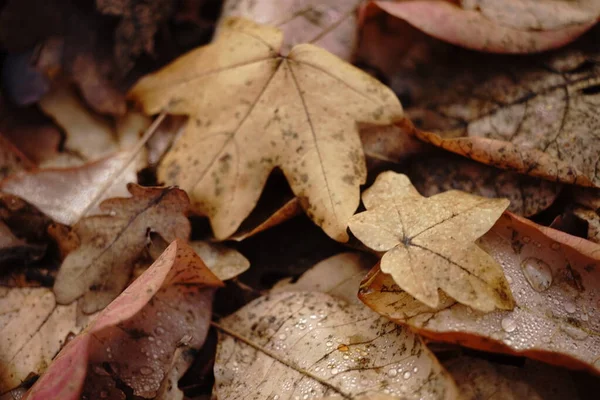 Hojas de arce seco marrón en el suelo en follaje. Bosque de otoño. Fondo natural . — Foto de Stock