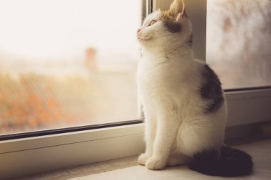 Beyaz kedi yavrusu pencere kenarında oturur ve bir sonbahar günü gökyüzüne bakar..