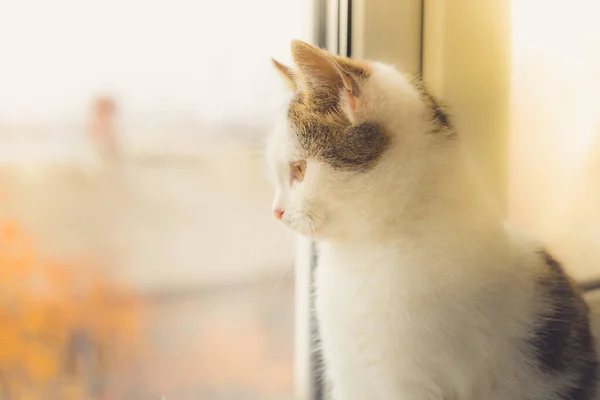 白猫透过窗户看秋天的风景. — 图库照片