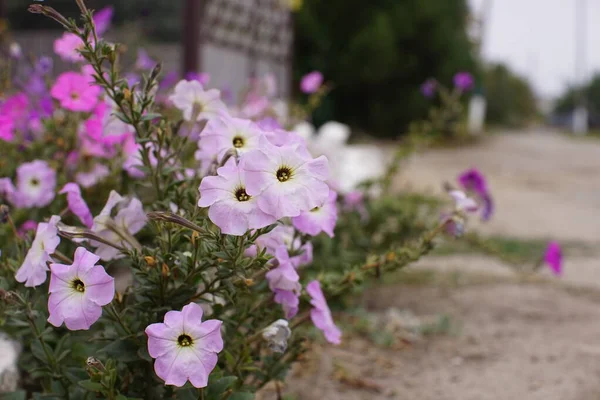 Flores de petunia violeta crecen en el jardín de la calle . —  Fotos de Stock