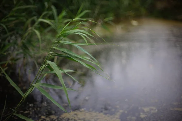 Трава з очерету росте на ставку в хмарний день. — стокове фото