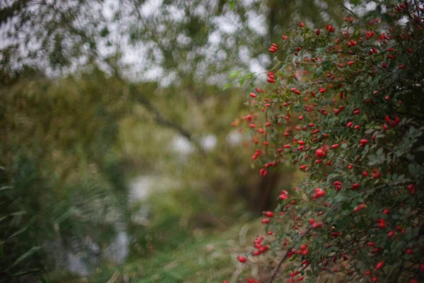赤い果実を持つバラの茂みは川の岸に成長します. — ストック写真