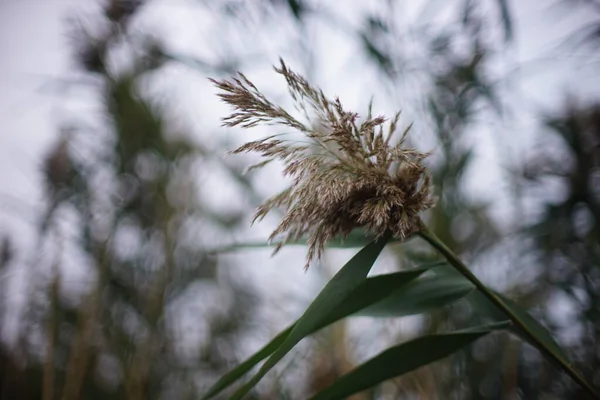 池に葦の草が生え、曇りの日に閉まる。 — ストック写真