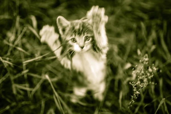 Kattattack. Den attackerande kattungen leker. Dimmig i grön ton. — Stockfoto