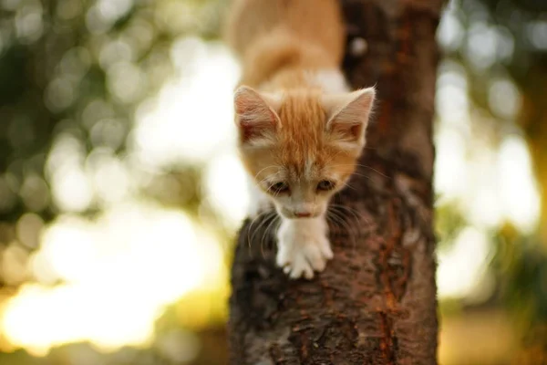 Vtipné zrzavé kotě si hraje na stromě. Portrét domácí kočky. — Stock fotografie