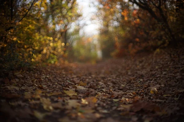 Bosque de otoño soleado mágico con hojas coloridas, fondo borroso . — Foto de Stock