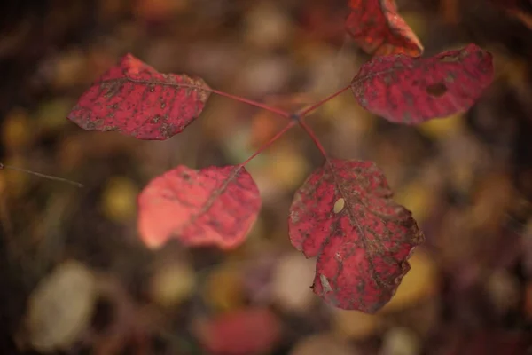 秋天森林里一根树枝上的老粉色干树叶，背景模糊，艺术焦点模糊. — 图库照片