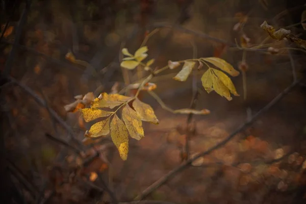 Осенние желтые коричневые листья на ветке. Осенний лес, размытый фон, художественная направленность . — стоковое фото
