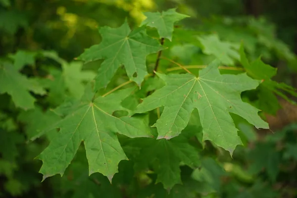 Велике зелене кленове листя на гілці в лісі . — стокове фото