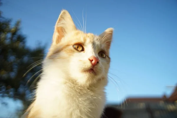 Chaton blanc roux détendu dans le jardin ensoleillé, joli portrait de chat en fond bleu ciel — Photo