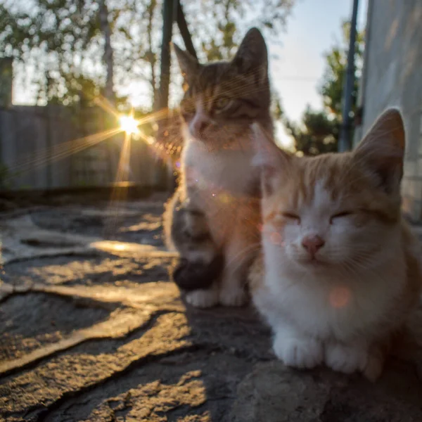 Dwa kocięta cieszą się promieniami zachodzącego słońca. — Zdjęcie stockowe