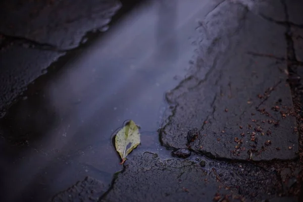 Puddle après la pluie avec des feuilles d'automne sur un pavé de pierre sauvage. Réflexion de lumière dans l'eau — Photo