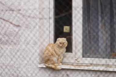 Kırsal bir evin penceresinde kırmızı kedi oturuyor..