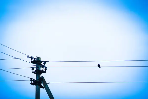 Pequeño pájaro se sienta en un cable eléctrico contra un cielo azul . — Foto de Stock