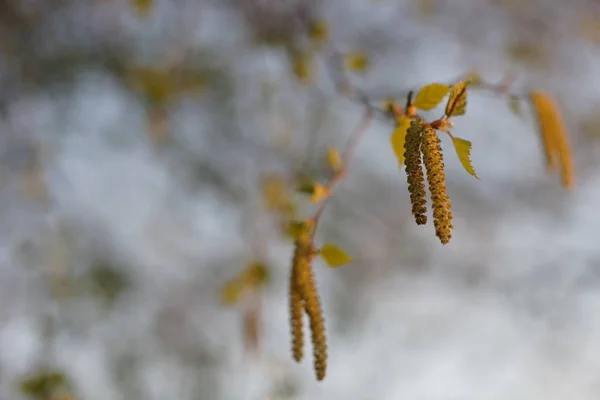 Branche de bouleau avec feuilles vertes et boucles d'oreilles au printemps — Photo