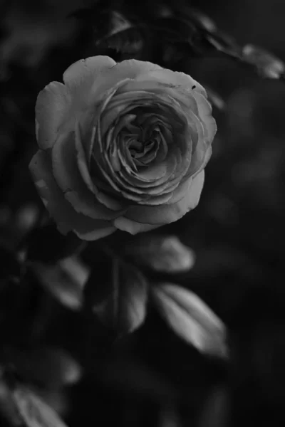 Arrampicata cespuglio rose, fiori di rosa crescono in giardino, bw foto . — Foto Stock