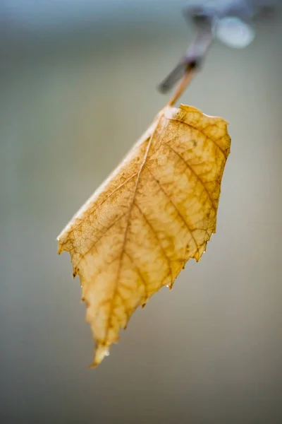 Geel droog berkenblad op een tak bij bewolkt weer. Zachte macro foto, wazig. — Stockfoto
