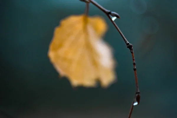 Tenká břízová větev s kapkami deště. Zlatý list s rozmazaným tyrkysovým pozadím. — Stock fotografie