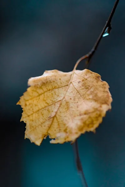 Feuille de bouleau doré sur la branche dans un fond turquoise flou . — Photo