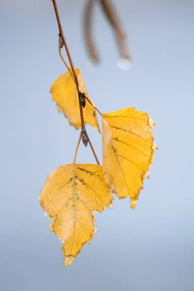 Rama con tres hojas secas de abedul dorado sobre un fondo azul pálido. Enfoque selectivo, macro shot . — Foto de Stock