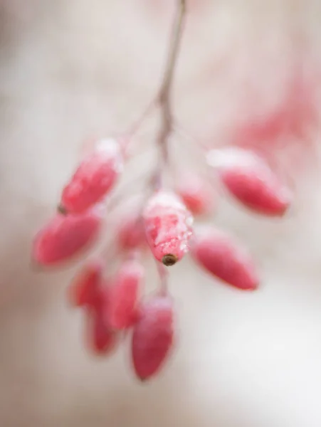 Ροζ μούρα από θάμνο φραγκοστάφυλου κοντά, θολή φωτογραφία. — Φωτογραφία Αρχείου