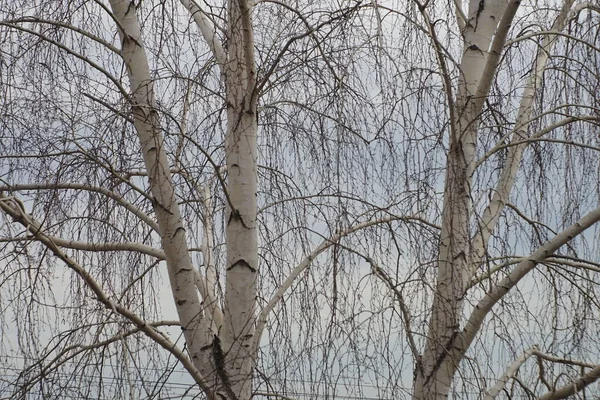 灰色の秋の空を背景に葉のない裸の枝を持つ白樺の木. — ストック写真