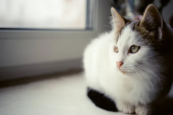 Bílé kotě odpočívá na parapetu a dívá se z okna. — Stock fotografie