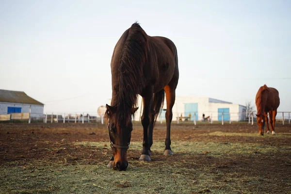 Two brown horses graze and eat grass on a farm in autumn.