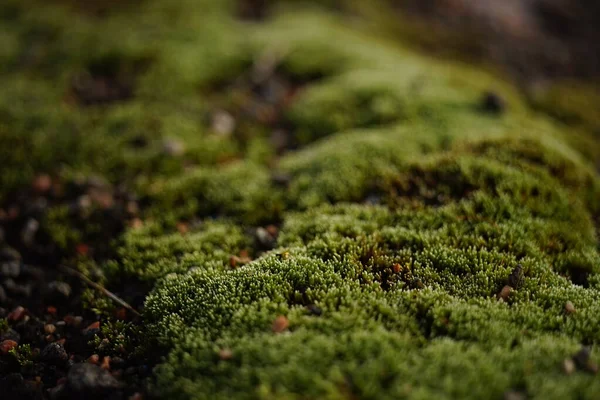 Glade with fresh green moss, close up — Stock Photo, Image